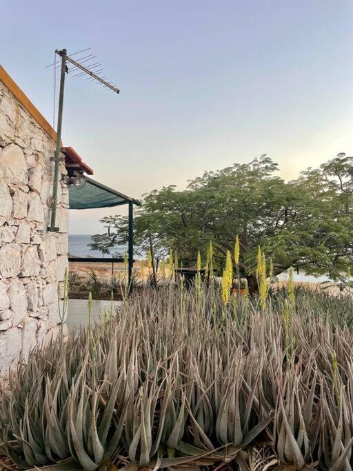 Casa Aloe Vera - Private House W/ Free Breakfast Cidade Velha エクステリア 写真